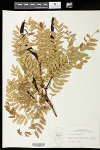 Gleditsia triacanthos image