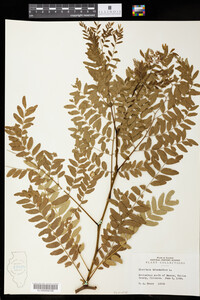 Gleditsia triacanthos image