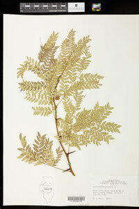 Gleditsia triacanthos image