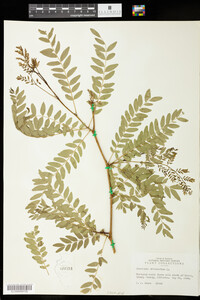 Gleditsia triacanthos image