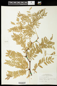 Gleditsia triacanthos image