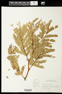 Gleditsia triacanthos image