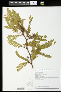 Gleditsia triacanthos image