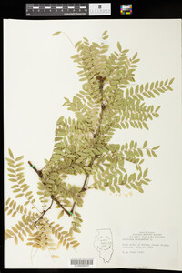 Gleditsia triacanthos image