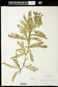 Gleditsia triacanthos image