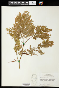 Gleditsia triacanthos image