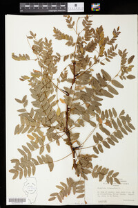 Gleditsia triacanthos image