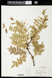 Gleditsia triacanthos image