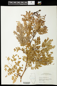 Gleditsia triacanthos image