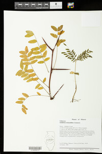 Gleditsia triacanthos image