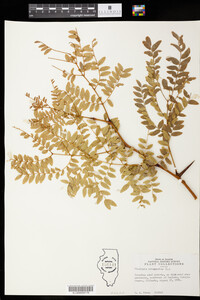 Gleditsia triacanthos image