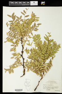 Gleditsia triacanthos image