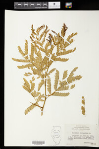 Gleditsia triacanthos image