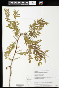 Gleditsia triacanthos image