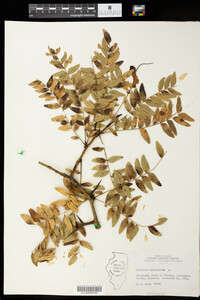 Gleditsia triacanthos image