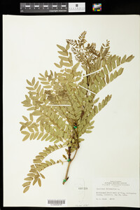 Gleditsia triacanthos image