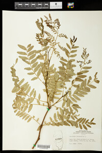 Gleditsia triacanthos image