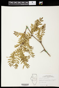 Gleditsia triacanthos image