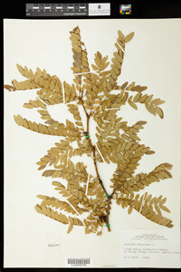 Gleditsia triacanthos image