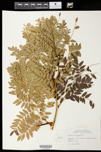 Gleditsia triacanthos image