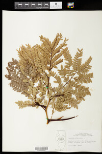 Gleditsia triacanthos image