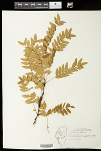 Gleditsia triacanthos image