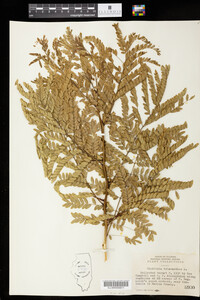 Gleditsia triacanthos image