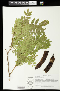 Gleditsia triacanthos image