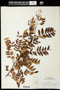 Gleditsia triacanthos image