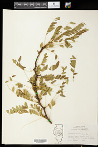 Gleditsia triacanthos image