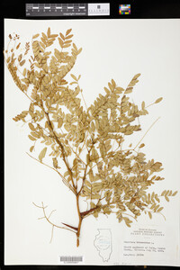 Gleditsia triacanthos image