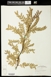 Gleditsia triacanthos image