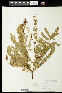 Gleditsia triacanthos image