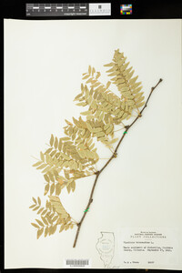 Gleditsia triacanthos image