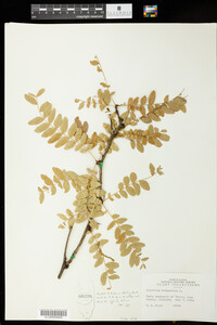 Gleditsia triacanthos image