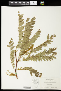 Gleditsia triacanthos image