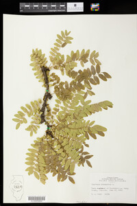 Gleditsia triacanthos image