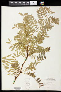 Gleditsia triacanthos image