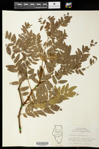 Gleditsia triacanthos image