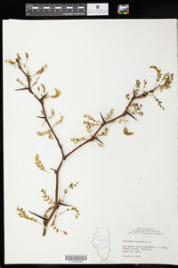 Gleditsia triacanthos image