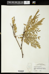 Gleditsia triacanthos image