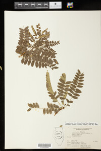 Gleditsia triacanthos image