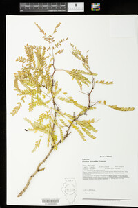 Gleditsia triacanthos image