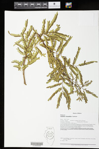 Gleditsia triacanthos image