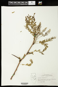 Gleditsia triacanthos image