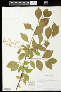Image of Prunus padus