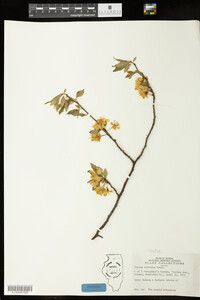 Image of Prunus salicina