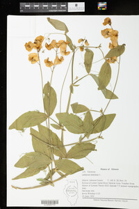 Lathyrus latifolius image