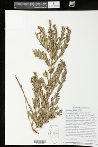 Lespedeza capitata image