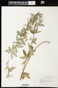 Lespedeza capitata image